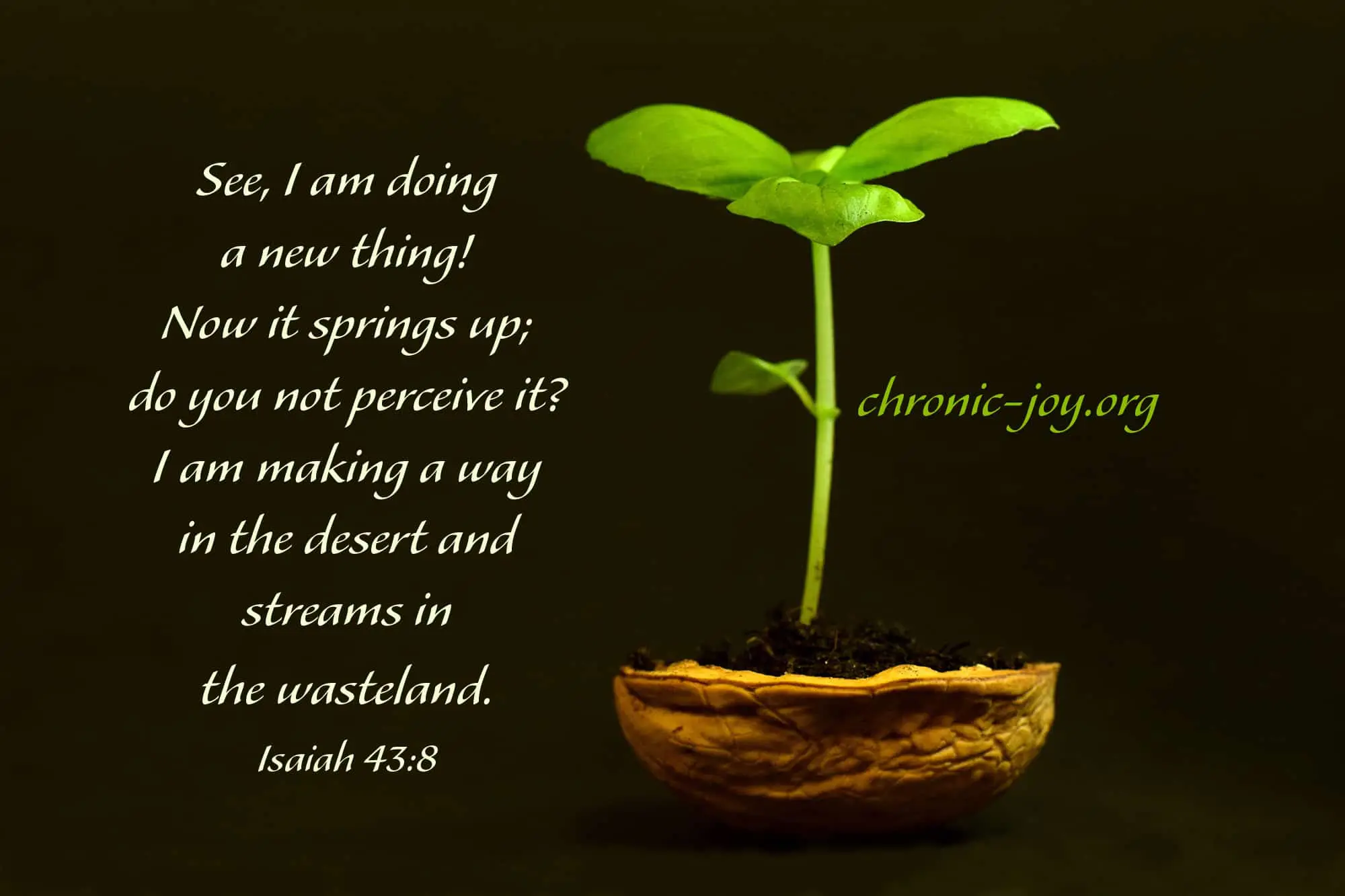 See, I am doing a new thing! Now it springs up; do you not perceive it? I am making a way in the desert and streams in the wasteland. Isaiah 43:19