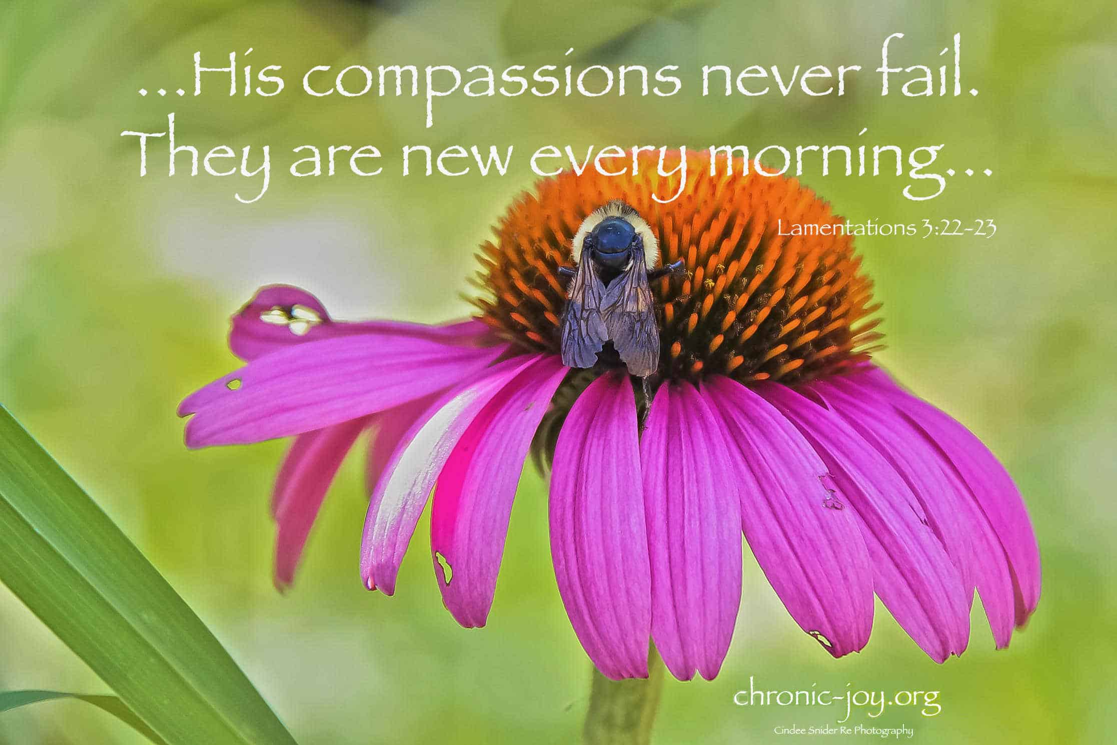 His compassions never fail. They are new every morning. (Lamentations 3:22-23)