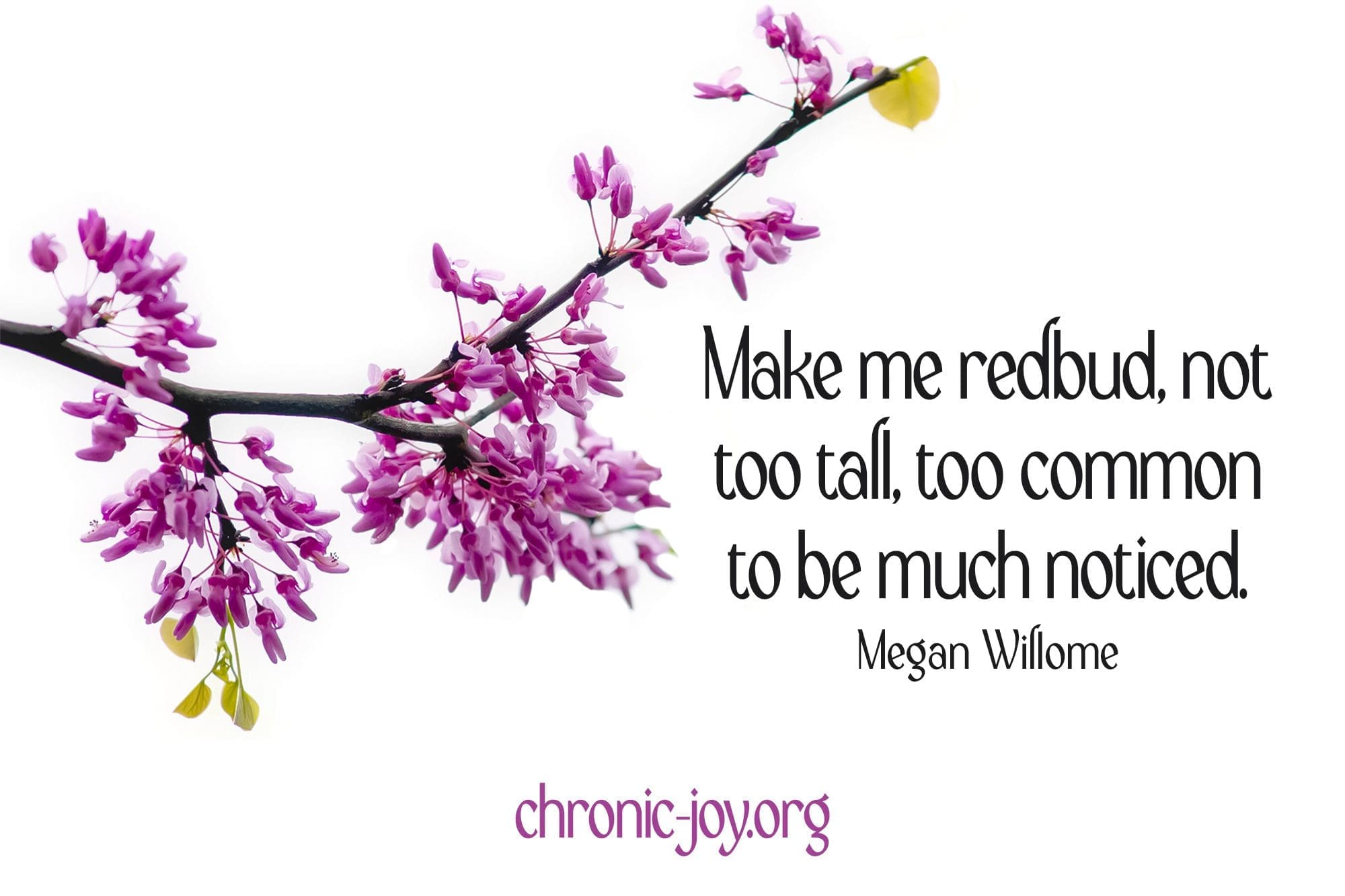 "Make me redbud, not too tall, too common to be much noticed." Megan Willome