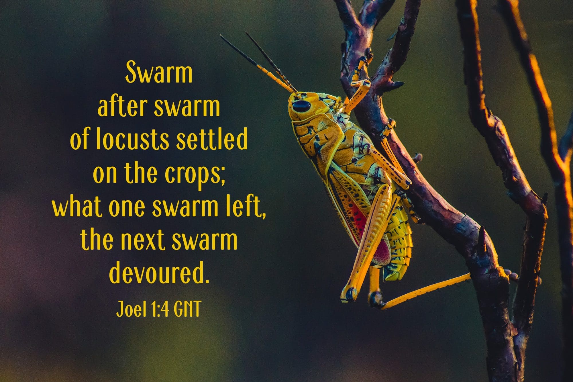 "Swarm after swarm of locusts settled on the crops; what one swarm left, the next devoured." Joel 1:4 GNT