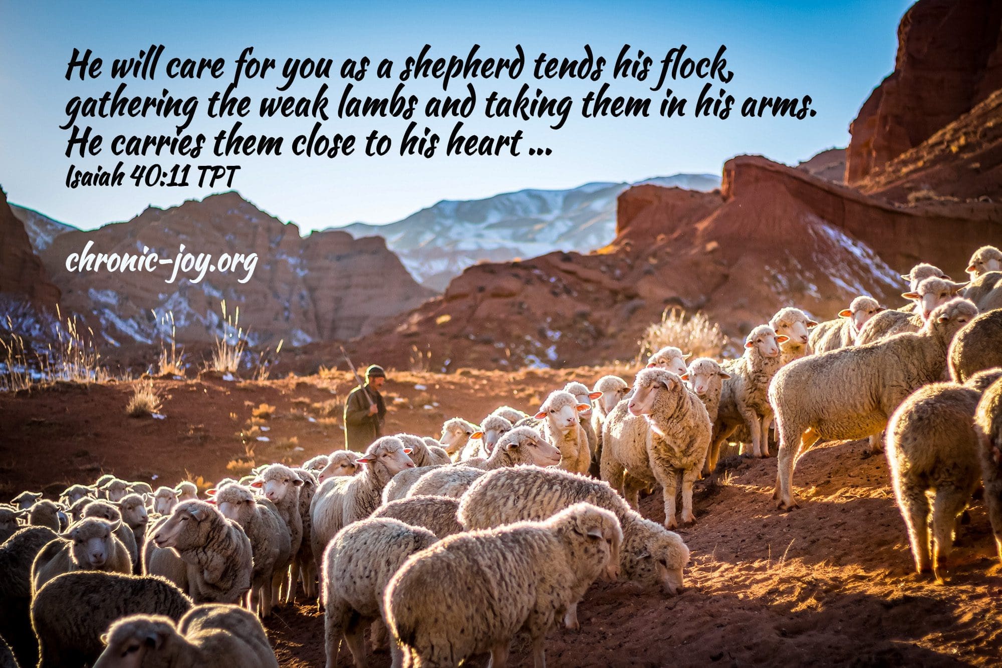 "He will care for you as a shepherd tends his flock, gathering the weak lambs and taking them in his arms. He carries them close to his heart ..." Isaiah 40:11 TPT