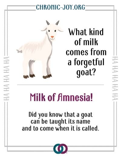 What kind of milk comes from a forgetful goat? Milk of Amnesia!