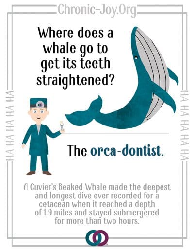 Where does a whale go to get its teeth straightened? The orca-dontist!